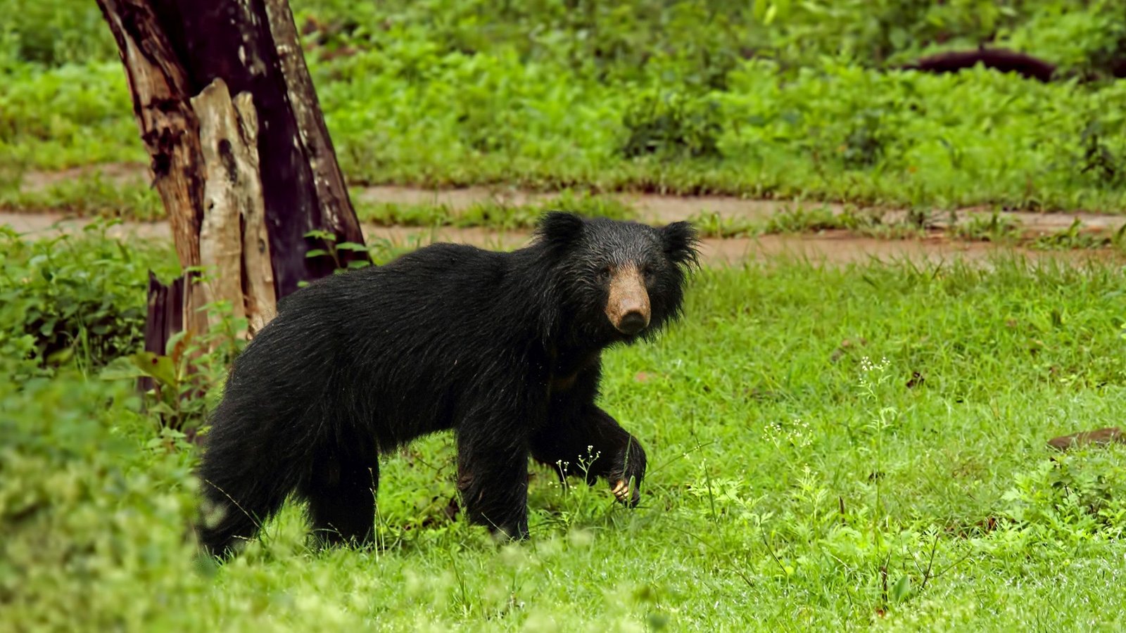 Pench National Park